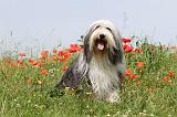 BEARDED COLLIE 003